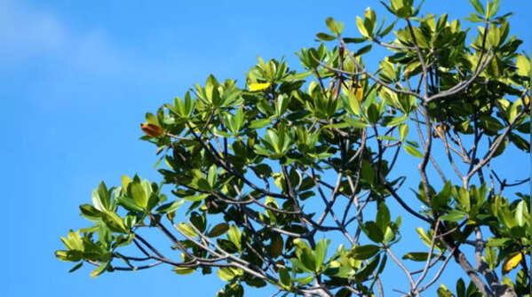 Milky Mangrove