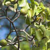 Manchineel