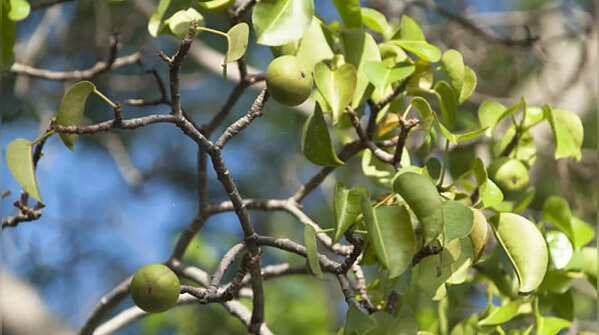 Manchineel