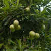 Cerbera Odollam