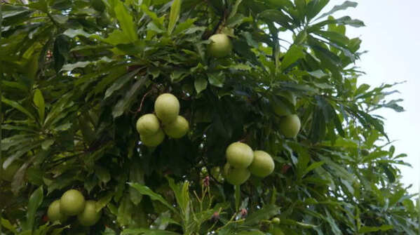 Cerbera Odollam