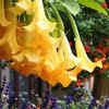 Angels Trumpet