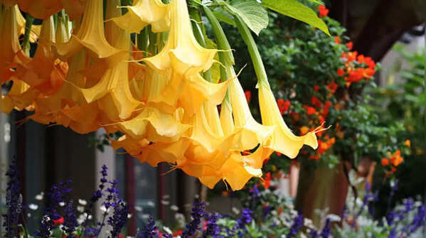Angels Trumpet