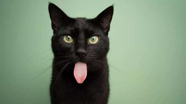 USA – Black cats and bad luck