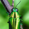 Article image for: Jewel beetles