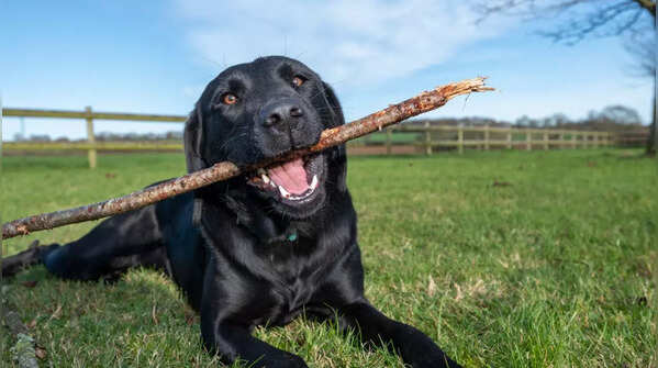 Labrador Retriever