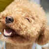 Poodle