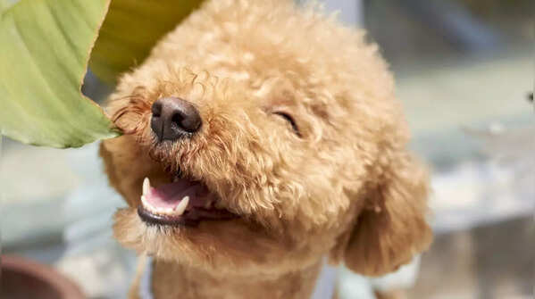 Poodle
