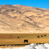 Puga valley, Ladakh