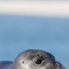Article image for: Hawaiian monk seal