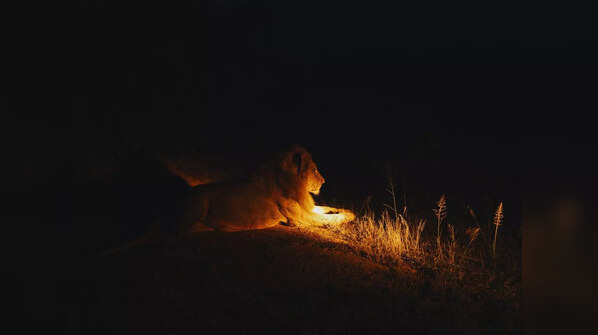Tadoba-Andhari Tiger Reserve, Maharashtra