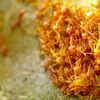 Fire ants