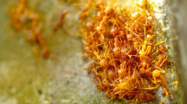 Fire ants
