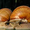 Water snails