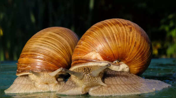 Water snails