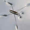 Water striders