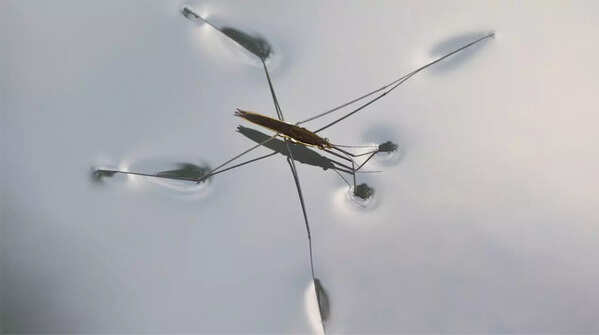 Water striders