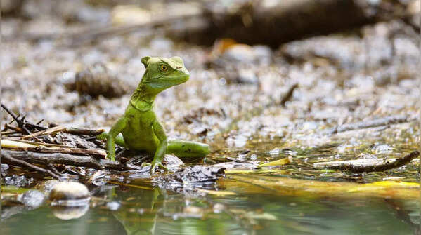Basilisk lizards