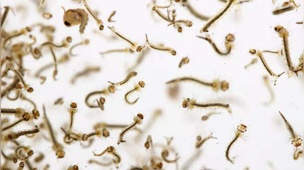 Mosquito larvae