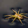 Raft spiders