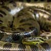 The role of anacondas in the Amazon’s ecosystem