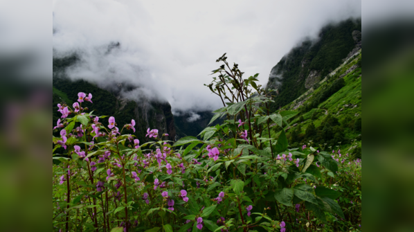 Valley of Flowers, Uttarakhand
