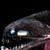 Article image for: Deep-Sea Dragonfish