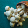 Mushrooms