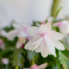 Article image for: Holiday <i class="tbold">cactus</i>