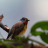 Siberian Rubythroat