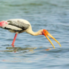 Painted Stork