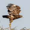 Greater Spotted Eagle