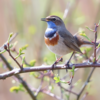 Bluethroat