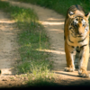 Article image for: <i class="tbold">kanha</i> National Park
