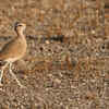 Ongoing monitoring and conservation efforts