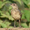 Protecting the bird’s habitat