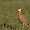 The bird’s call as a clue