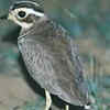 The challenges of tracking an elusive bird