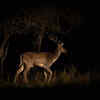 Tadoba-Andhari National Park, Maharashtra