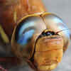Dragonflies