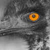 Ostriches