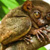 Tarsiers                                                                                                        