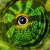Chameleons