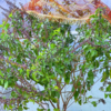 Which Tulsi is best when kept at home?
