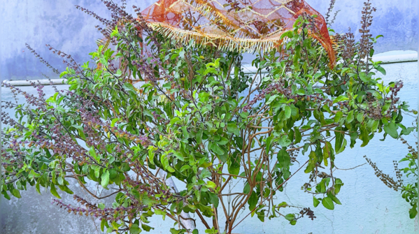 Which Tulsi is best when kept at home?