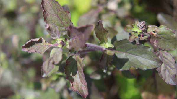 How is Shyama Tulsi used?
