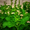 How is Rama Tulsi used?