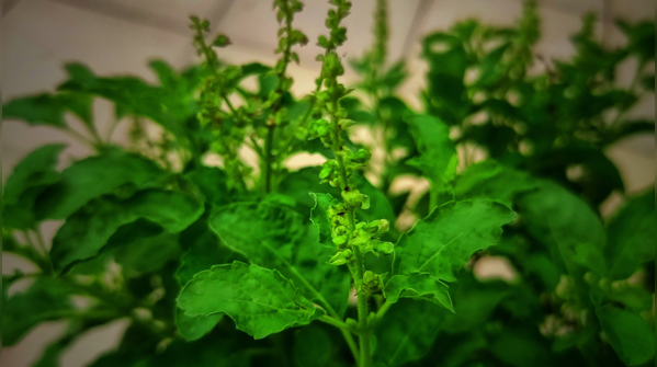 How is Rama Tulsi used?