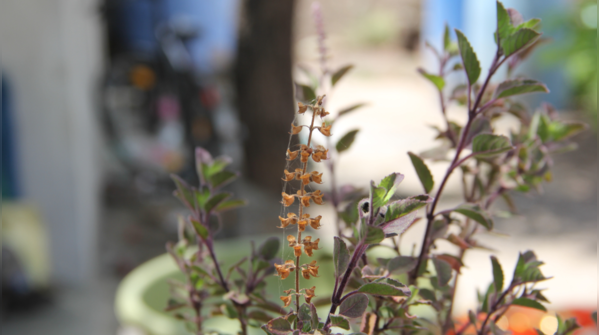 The difference between Rama and Shyama Tulsi