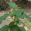 What is Rama Tulsi?